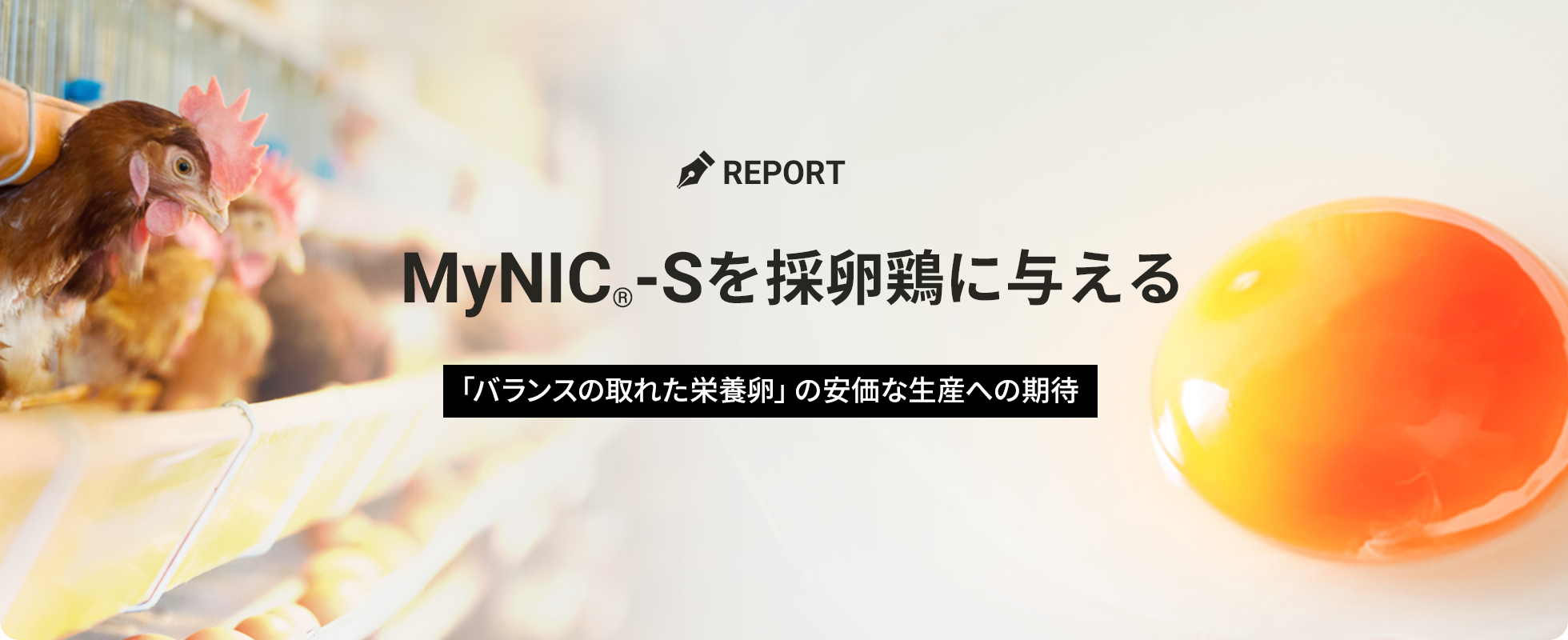 MyNIC®-Sを採卵鶏に与える。「よりバランスの取れた栄養卵」の安価な生産への期待