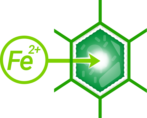 Divalent Fe ions